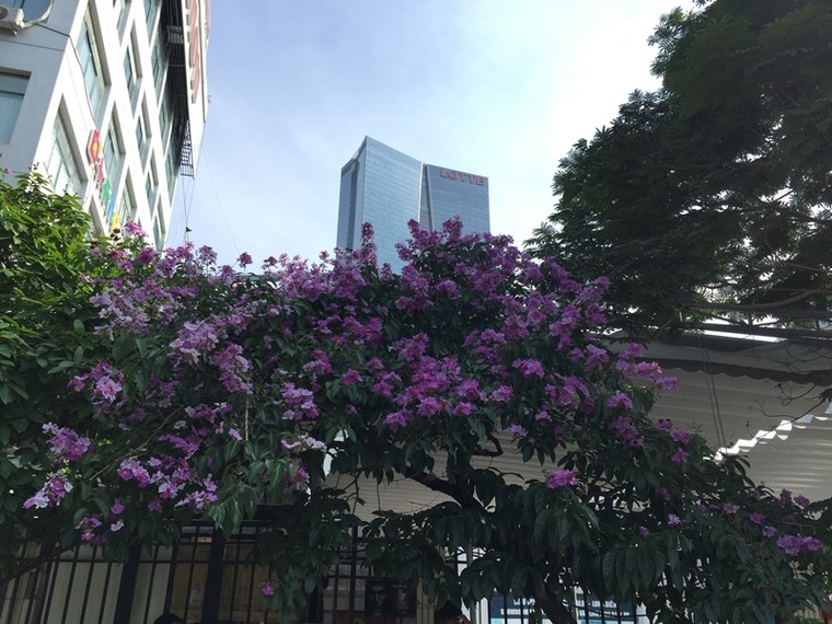 Trên nhiều góc phố Hà Nội, bằng lăng đã tím rợp trời ảnh 1