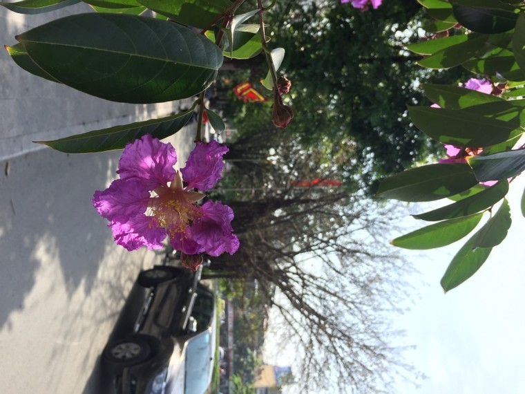 Trên nhiều góc phố Hà Nội, bằng lăng đã tím rợp trời ảnh 5