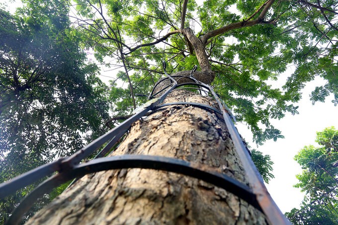 Hà Nội làm rào sắt, căng dây thép gai bảo vệ cây sưa đỏ ảnh 1