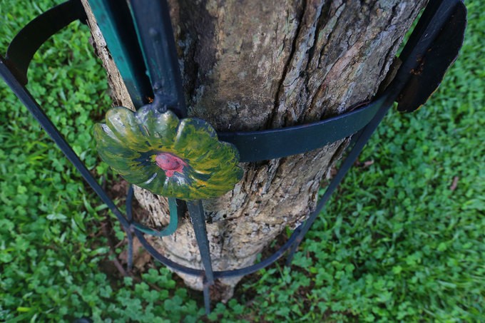 Hà Nội làm rào sắt, căng dây thép gai bảo vệ cây sưa đỏ ảnh 2