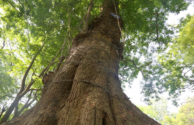 Hà Nội làm rào sắt, căng dây thép gai bảo vệ cây sưa đỏ ảnh 5