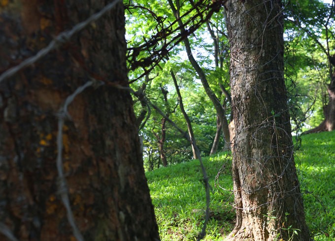 Hà Nội làm rào sắt, căng dây thép gai bảo vệ cây sưa đỏ ảnh 6