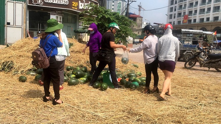 Thanh niên tình nguyện giúp nông dân Quảng Nam tiêu thụ dưa hấu ảnh 1