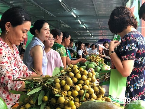 Người Hà Nội đội mưa đi mua nhãn Sơn La ảnh 1