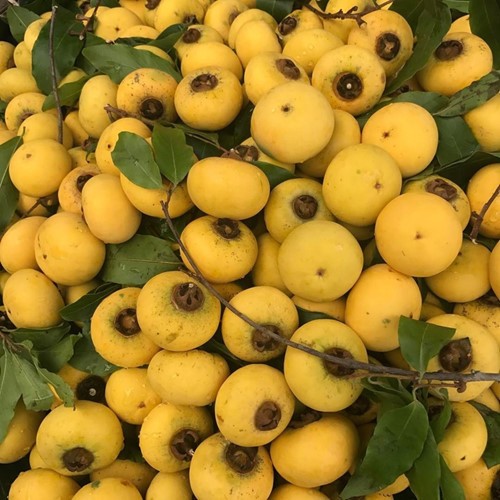 Những lợi ích không ngờ của quả thị ảnh 2