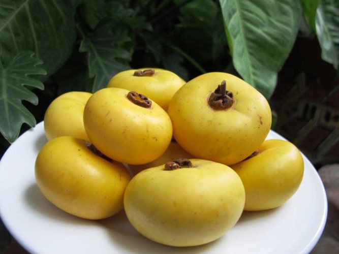 Những lợi ích không ngờ của quả thị ảnh 4