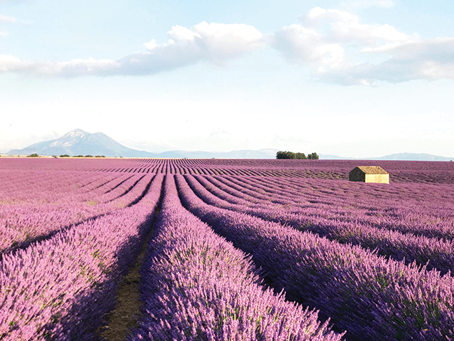 Đến Provence ngắm hoa oải hương ảnh 1