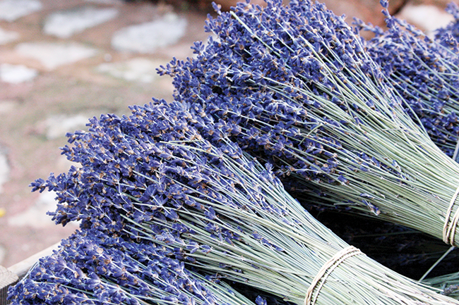 Đến Provence ngắm hoa oải hương ảnh 2