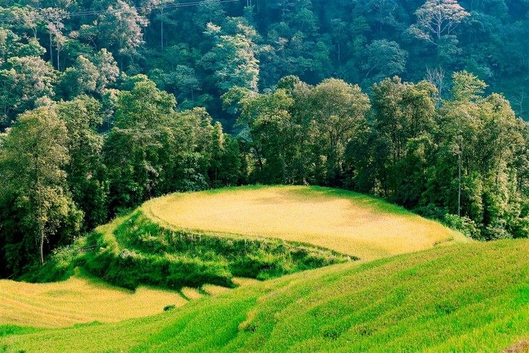 Fansipan mùa lúa chín đẹp ngỡ ngàng ảnh 1