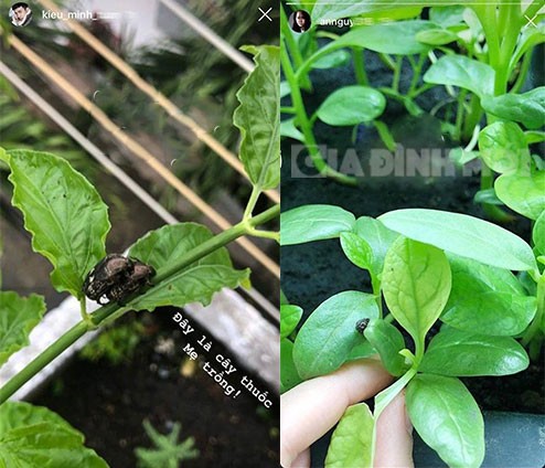 Cát Phượng khẳng định không chia tay tình trẻ, An Nguy đăng status đầy ẩn ý ảnh 4