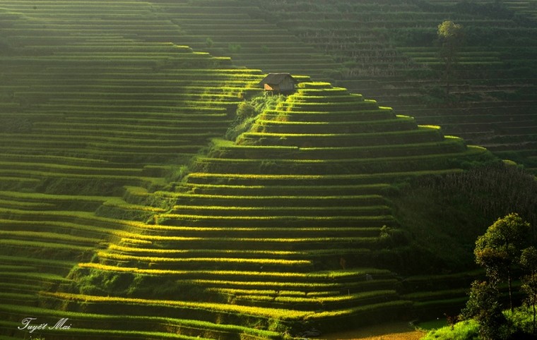 Quên lối về giữa miền sơn cước Mù Căng Chải rực màu nắng ảnh 3