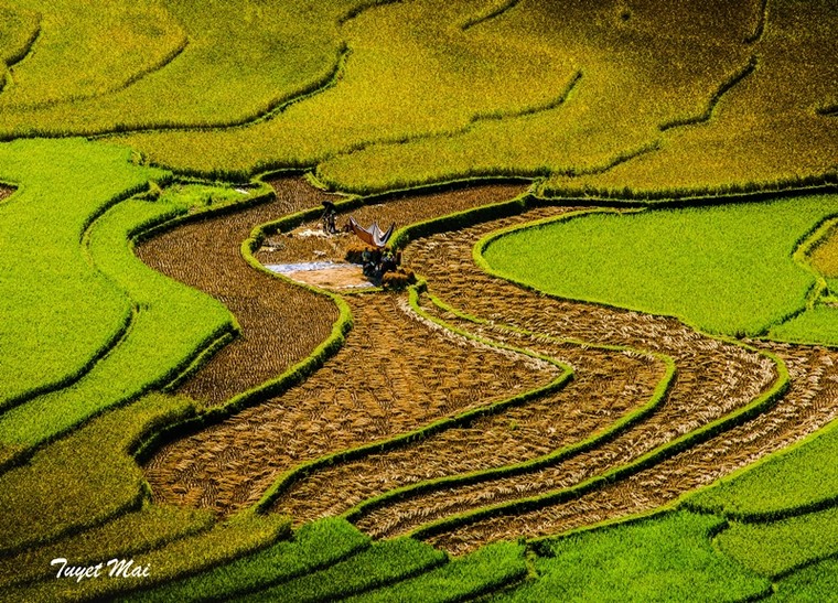 Quên lối về giữa miền sơn cước Mù Căng Chải rực màu nắng ảnh 1