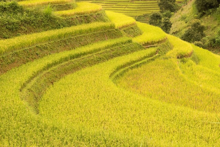 Ruộng bậc thang Mù Căng Chải đồng loạt 'thay áo' trong mùa vàng rực óng ảnh 2