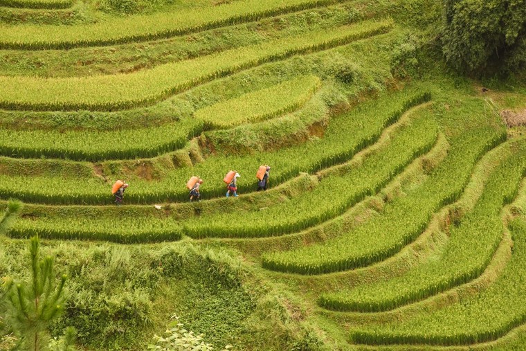 Ruộng bậc thang Mù Căng Chải đồng loạt 'thay áo' trong mùa vàng rực óng ảnh 5