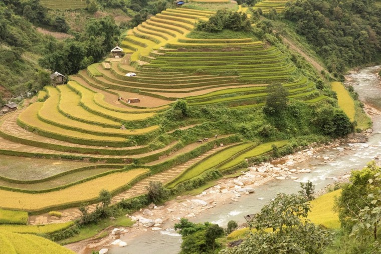Ruộng bậc thang Mù Căng Chải đồng loạt 'thay áo' trong mùa vàng rực óng ảnh 7