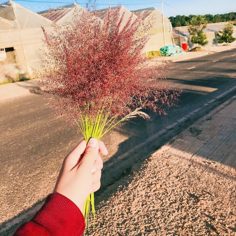 Hoa dã quỳ, đồi cỏ hồng mê mẩn giới trẻ tới Đà Lạt check-in ảnh 6