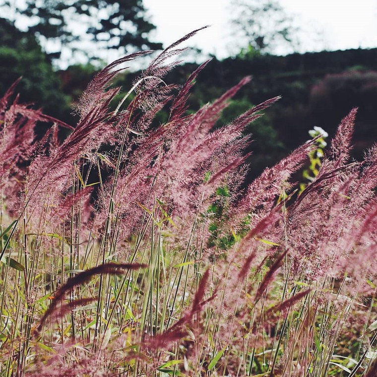 Hoa dã quỳ, đồi cỏ hồng mê mẩn giới trẻ tới Đà Lạt check-in ảnh 7