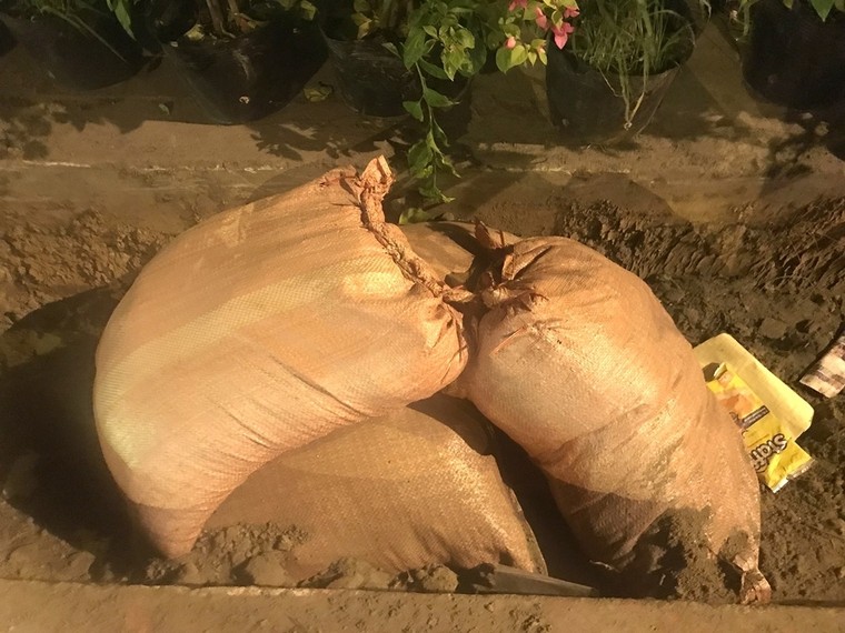 Hà Nội: Công nhân trồng hoa giữa đêm để... trốn nắng nóng ảnh 2