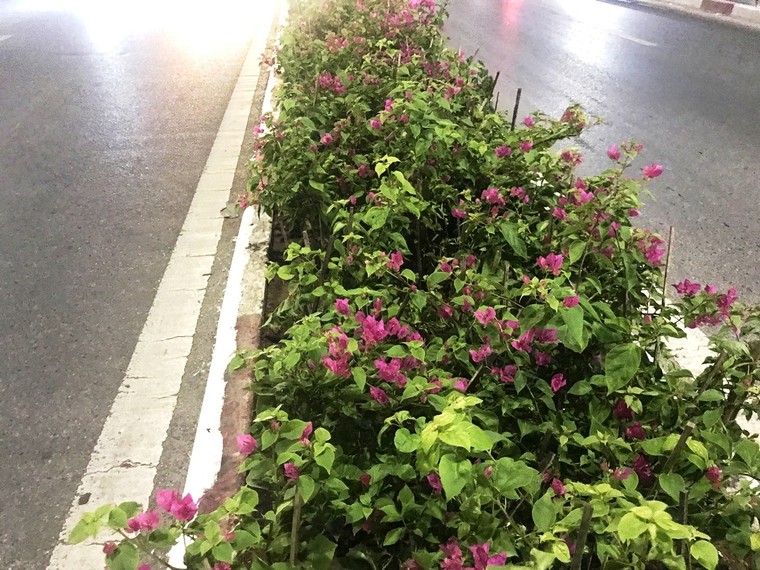 Hà Nội: Công nhân trồng hoa giữa đêm để... trốn nắng nóng ảnh 9