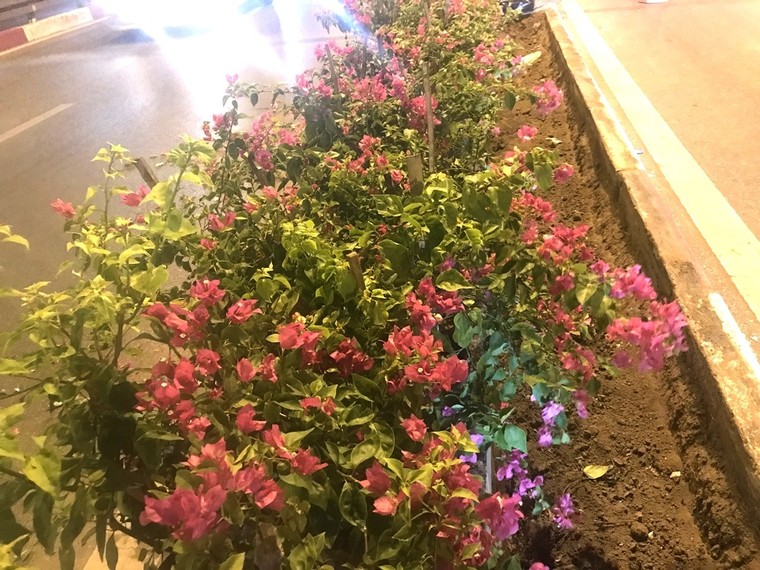 Hà Nội: Công nhân trồng hoa giữa đêm để... trốn nắng nóng ảnh 8