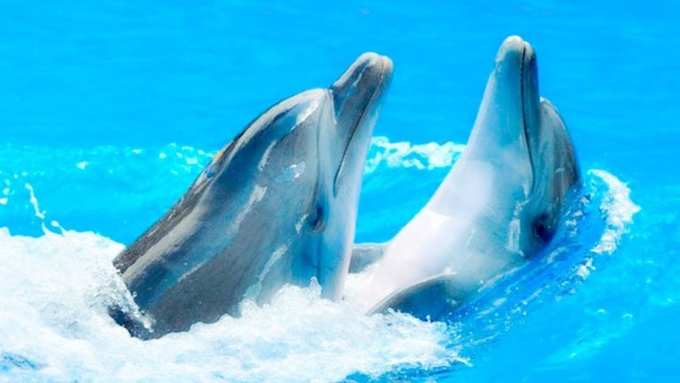 Cá heo có thực sự thông minh như chúng ta nghĩ? ảnh 1