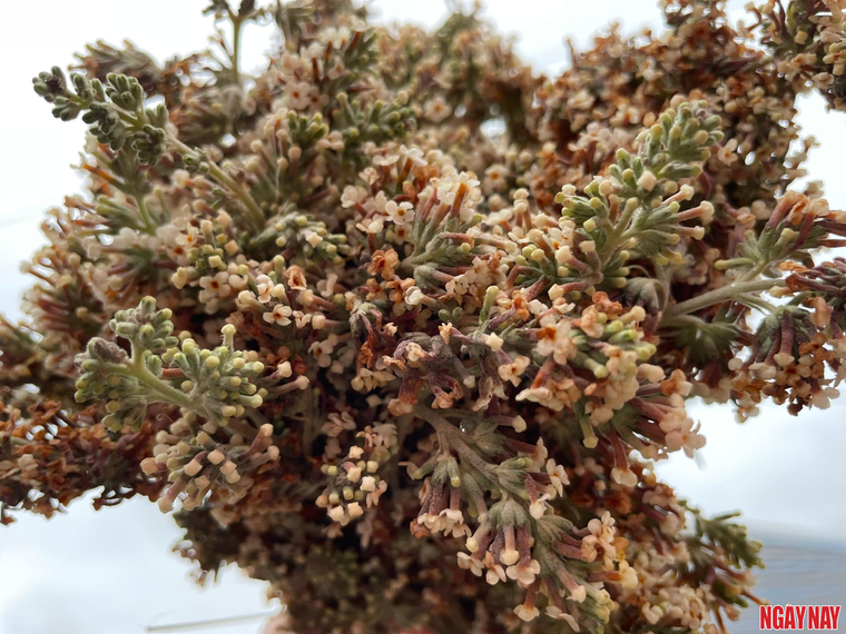 Nhật ký 99 ngày xuyên Việt: Phiên chợ vùng cao mịt mờ trong sương ảnh 6