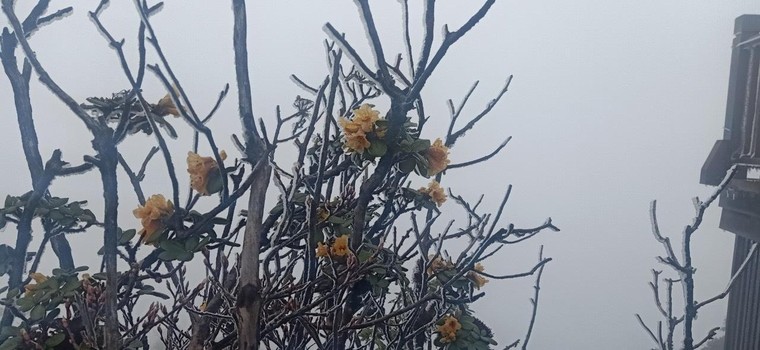 Du khách thích thú ‘săn’ băng trên đỉnh Fansipan ảnh 2