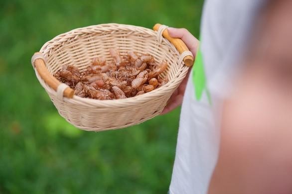 Sống ở Ecopark, trẻ có tuổi thơ gần gũi thiên nhiên ảnh 6