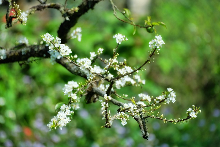 Lắng nghe mùa Xuân về ảnh 4