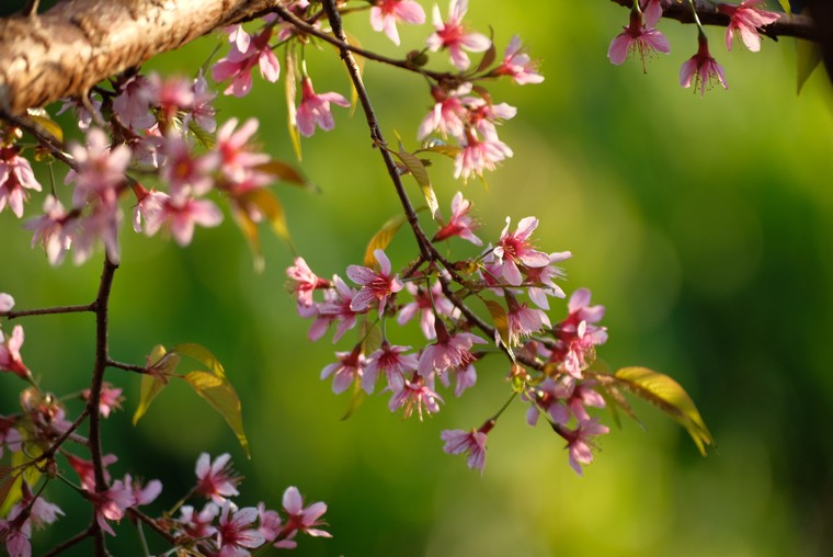 Lắng nghe mùa Xuân về ảnh 12