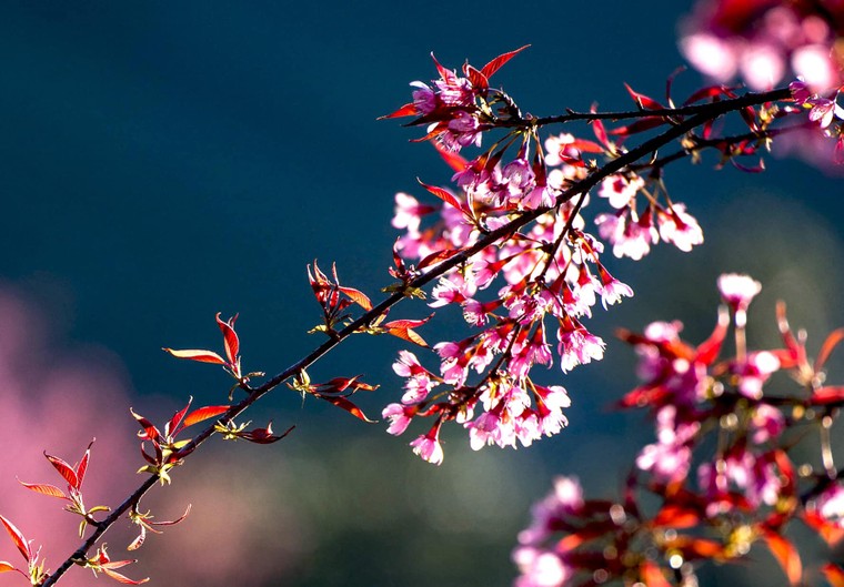 Lắng nghe mùa Xuân về ảnh 7