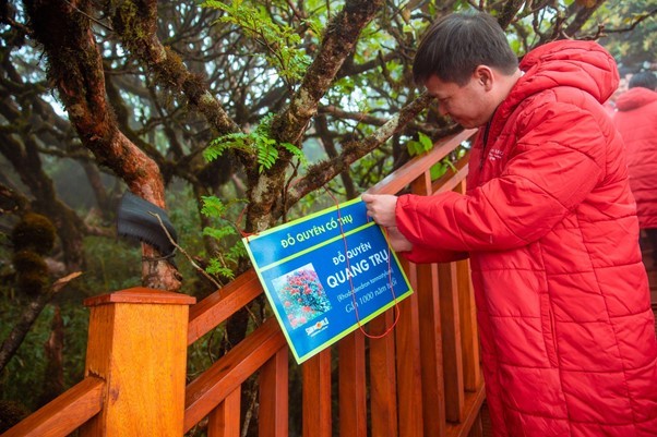 Độc đáo con đường dạo ngắm hoa đỗ quyên ở độ cao 3.000m ảnh 1