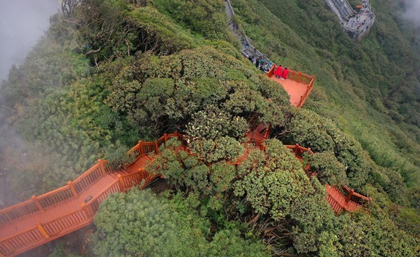 Độc đáo con đường dạo ngắm hoa đỗ quyên ở độ cao 3.000m ảnh 2