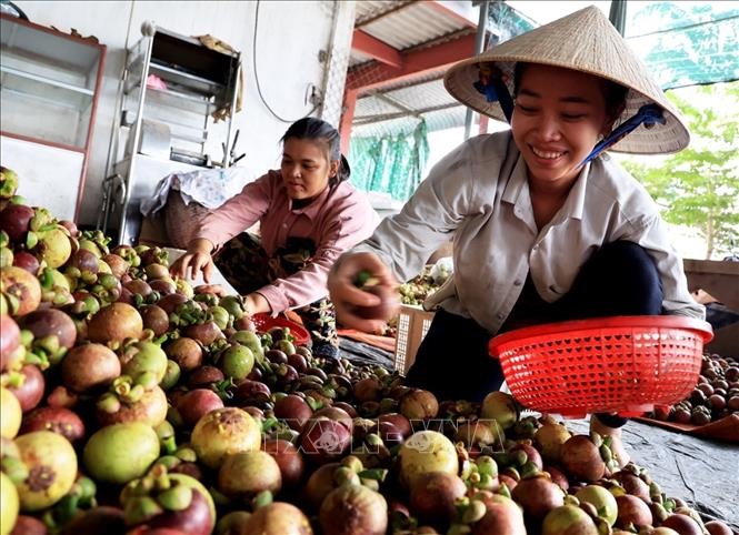 Xuất khẩu rau quả của Việt Nam tăng cao kỷ lục năm 2023 ảnh 1