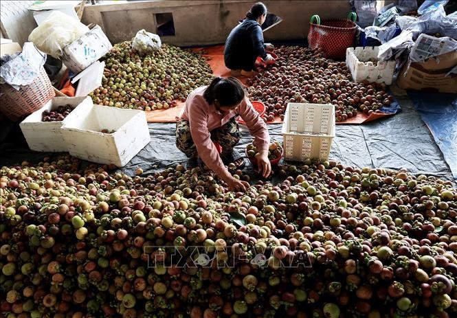 Xuất khẩu rau quả của Việt Nam tăng cao kỷ lục năm 2023 ảnh 2