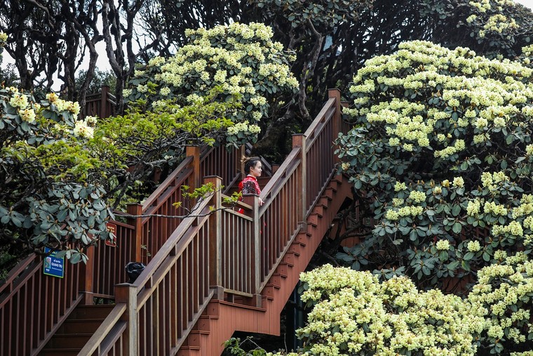 Vịnh Hạ Long và Sapa lọt Top 5 điểm du lịch thịnh hành nhất thế giới của TripAdvisor ảnh 9