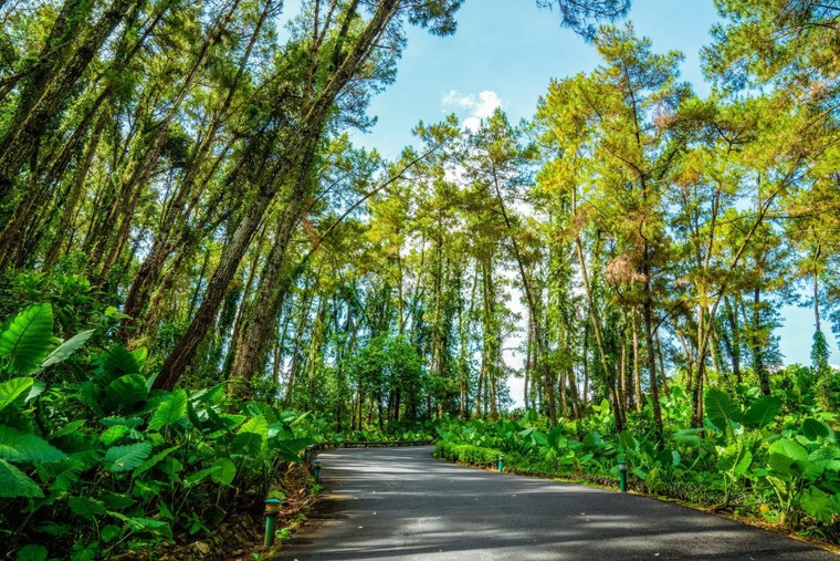 Green Pine Resort – Khu nghỉ dưỡng đồi thông mới được khám phá ở Ninh Bình ảnh 3