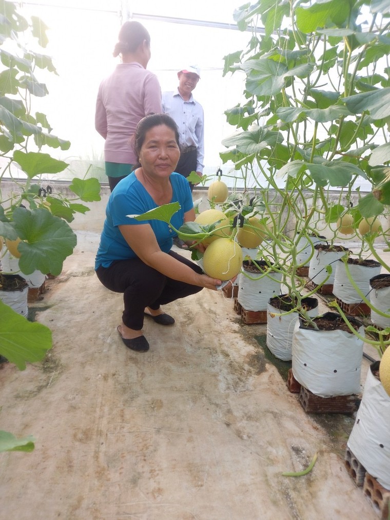 Mang đến cuộc sống hương vị ngọt ngào của "Dưa lưới Bà Lý" ảnh 3