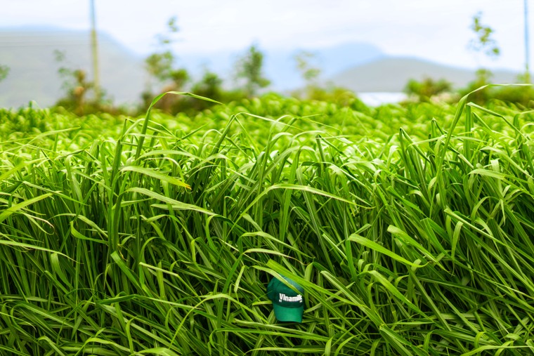 "Mở khoá tự nhiên": Vinamilk biến rào cản thành vòng tuần hoàn xanh tại trang trại sinh thái ảnh 7