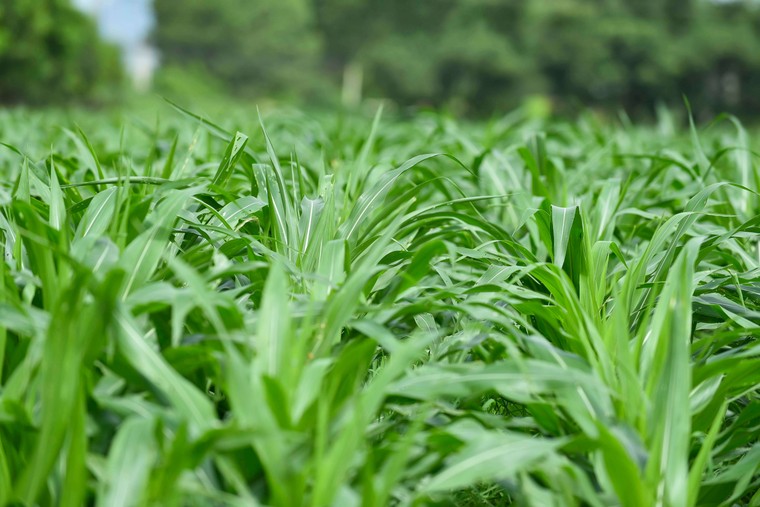 "Mở khoá tự nhiên": Vinamilk biến rào cản thành vòng tuần hoàn xanh tại trang trại sinh thái ảnh 11