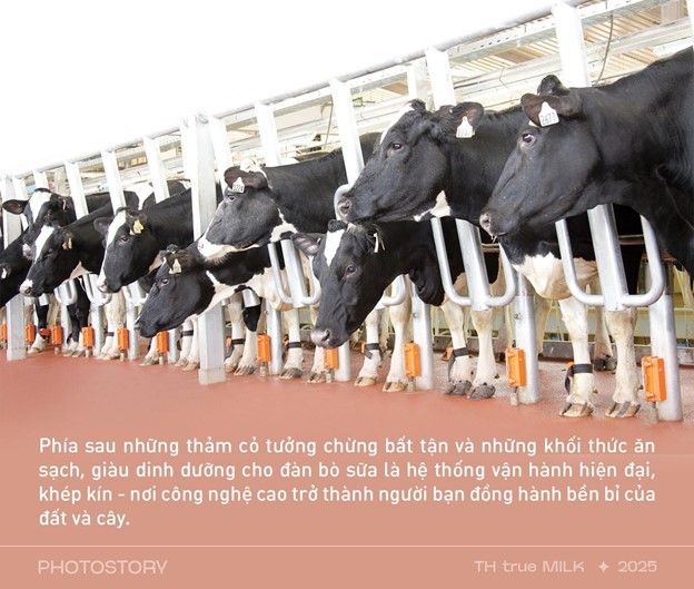 Những cỗ “siêu máy” trên cánh đồng nguyên liệu 8.100 ha của TH true MILK ảnh 1