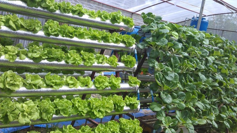 Gieo trồng rau và ngồi chờ… thu hoạch ảnh 1