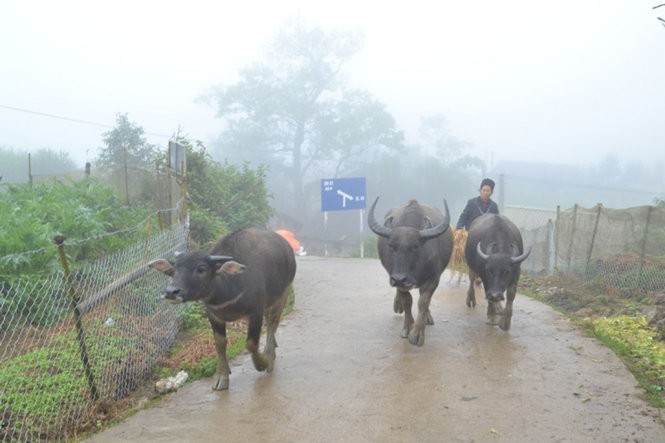 Sa Pa rét hại 8,4 độ C, dân sơ tán trâu bò tránh rét ảnh 1