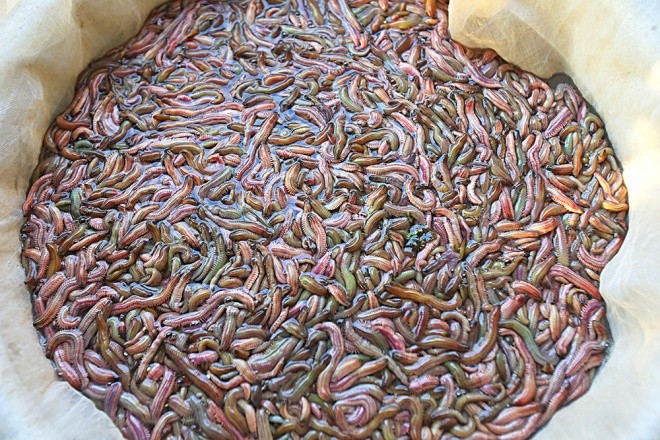 Săn rươi kiếm nửa tỷ đồng mỗi vụ ảnh 10