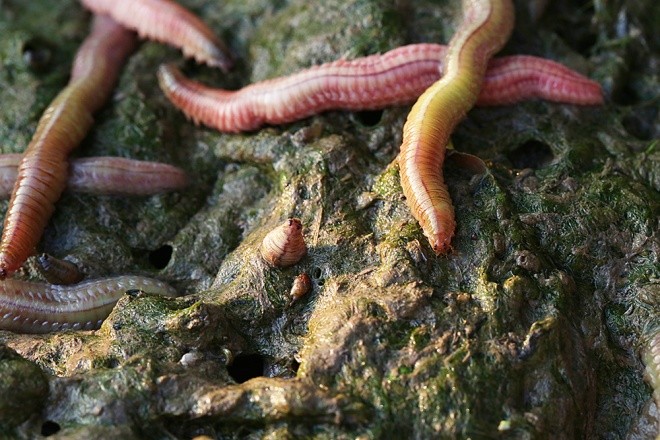 Săn rươi kiếm nửa tỷ đồng mỗi vụ ảnh 2