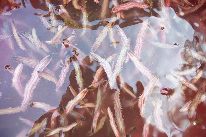 Săn rươi kiếm nửa tỷ đồng mỗi vụ ảnh 3