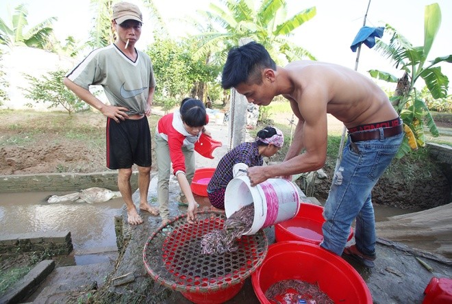 Săn rươi kiếm nửa tỷ đồng mỗi vụ ảnh 5