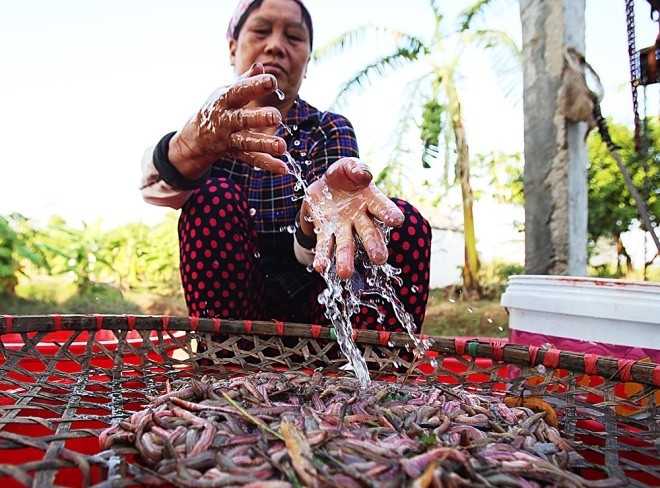 Săn rươi kiếm nửa tỷ đồng mỗi vụ ảnh 6