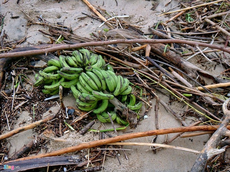 Bãi biển đẹp nhất thế giới xác xơ sau lũ ảnh 8