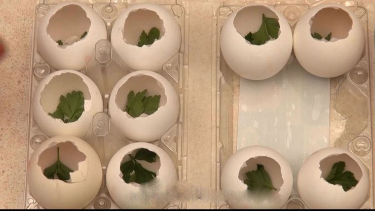 Cách làm món thịt đông trong vỏ trứng gà cực bắt mắt đón tết ảnh 7